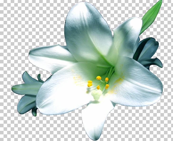 Flower Lilium PNG, Clipart, Animation, Blog, Cicek, Cicek Resimleri, Couple Free PNG Download