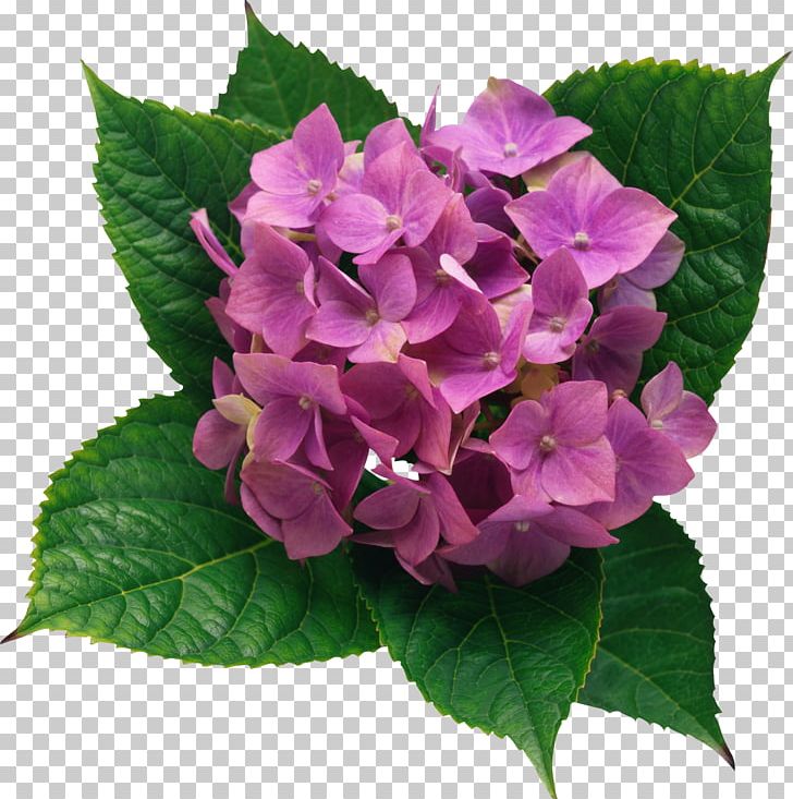 French Hydrangea Flower PNG, Clipart, Annual Plant, Art, Clipart, Clip Art, Cornales Free PNG Download