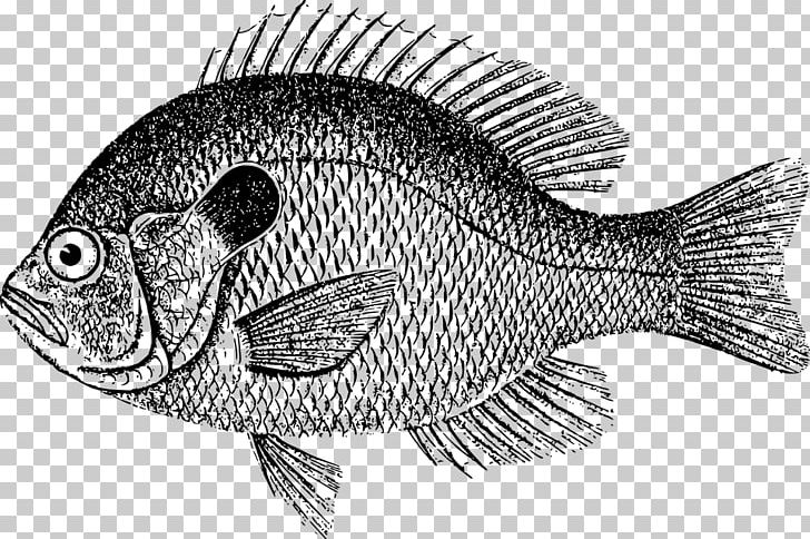 Fried Fish Whitefish PNG, Clipart, Animals, Black And White, Carp, Drawing, Fauna Free PNG Download