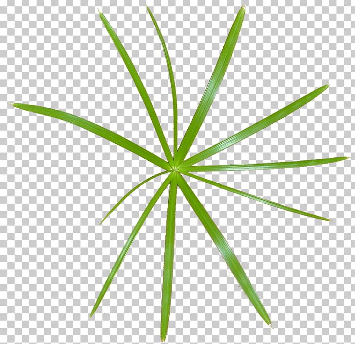 Leaf Grasses Plant Stem PNG, Clipart, Family, Grass, Grasses, Grass Family, Leaf Free PNG Download