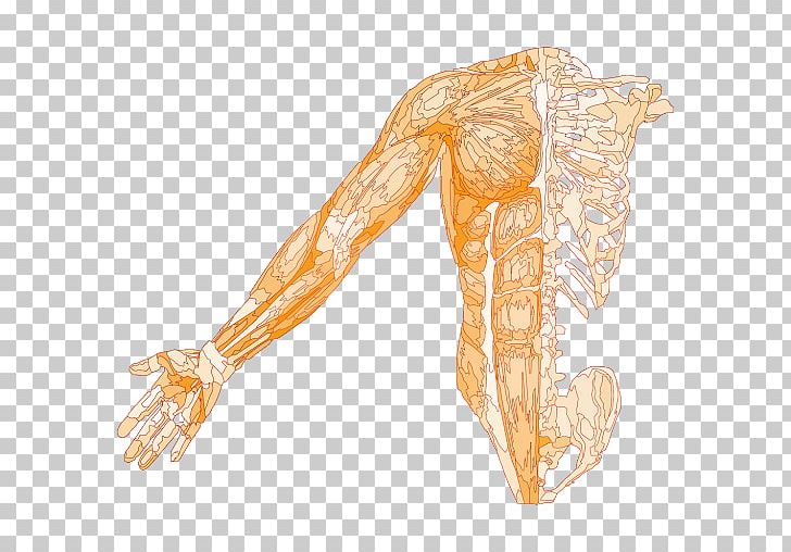 Muscle Human Skeleton Anatomy Muscular System PNG, Clipart, Abdomen, Anatomy, Arm, Cardiff, Costume Design Free PNG Download