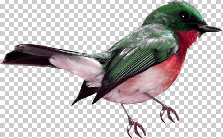 Bird Beak Feather Wing Fauna PNG, Clipart, Animals, Beak, Bird, Fauna, Feather Free PNG Download