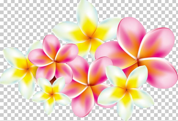 Flower Frangipani PNG, Clipart, Beautiful, Blossom, Computer Icons, Computer Wallpaper, Decorative Patterns Free PNG Download