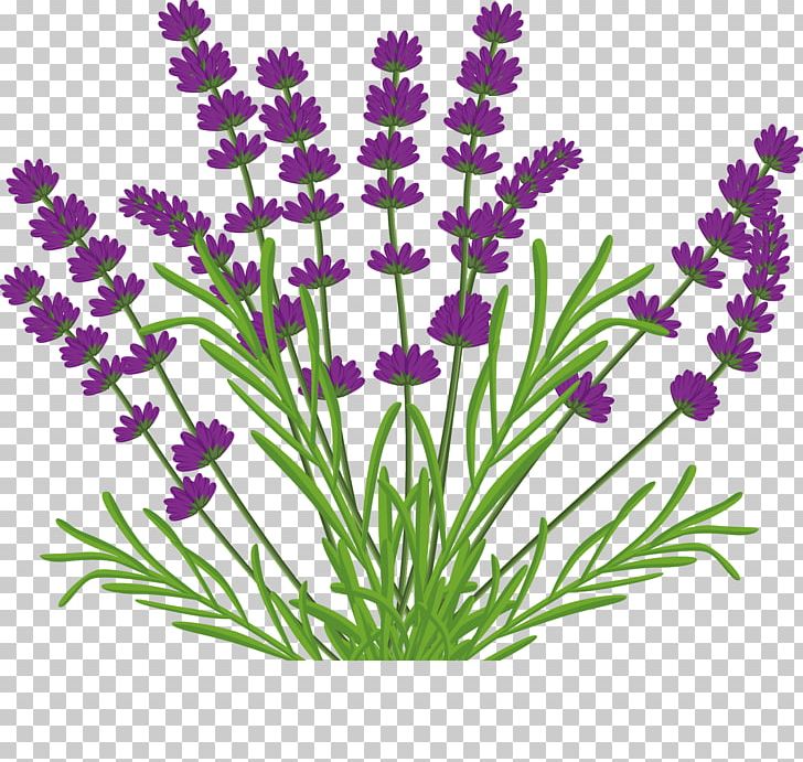 Kuyucak Kxf6yxfc Lavender Flower Lamiaceae PNG, Clipart, Bouquet Vector,  Cartoon, Cut Flowers, Dandelion, Encapsulated Postscript Free