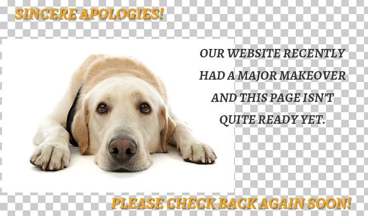 Labrador Retriever Puppy Dog Breed Companion Dog PNG, Clipart, Animal, Animals, Breed, Collar, Companion Dog Free PNG Download