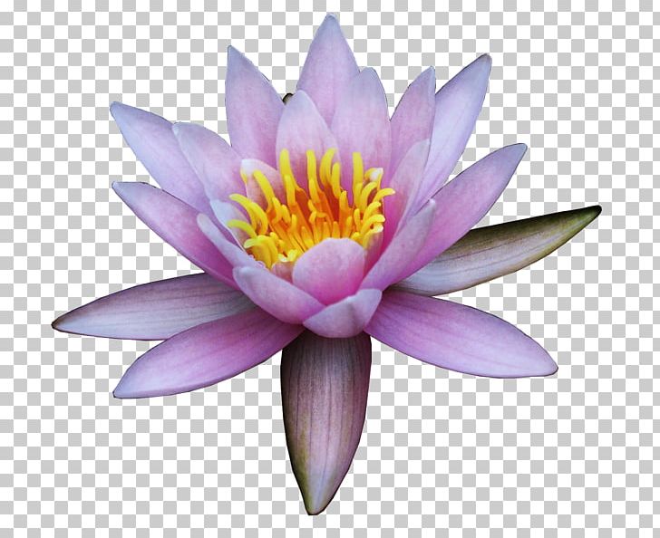 Nelumbo Nucifera Flower Water Lily PNG, Clipart, Aquatic Plant, Filename Extension, Flora, Flower, Flowering Plant Free PNG Download