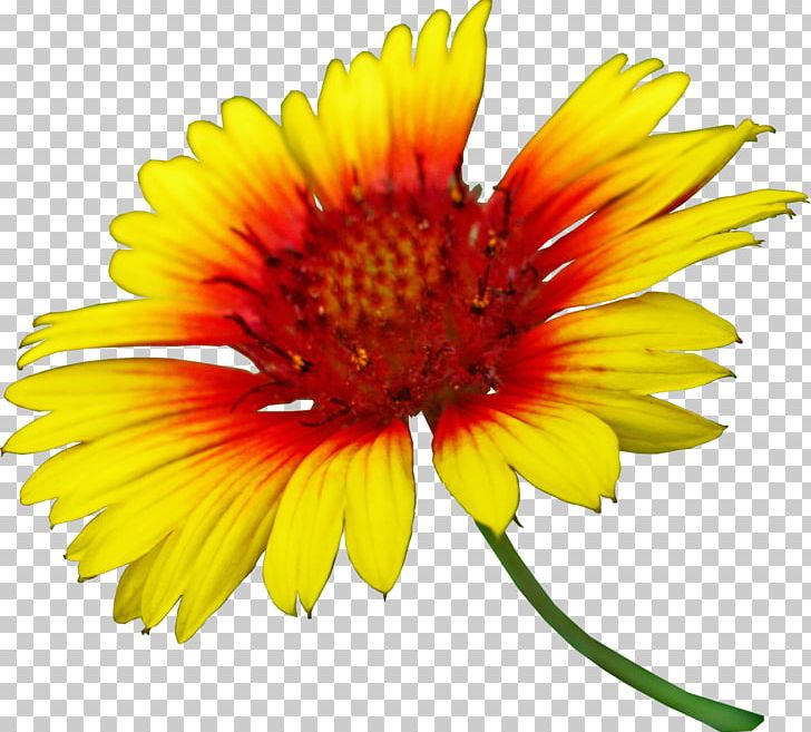 Blanket Flowers Cut Flowers Encapsulated PostScript PNG, Clipart, Annual Plant, Ansichtkaart, Blanket Flowers, Chrysanthemum, Chrysanths Free PNG Download