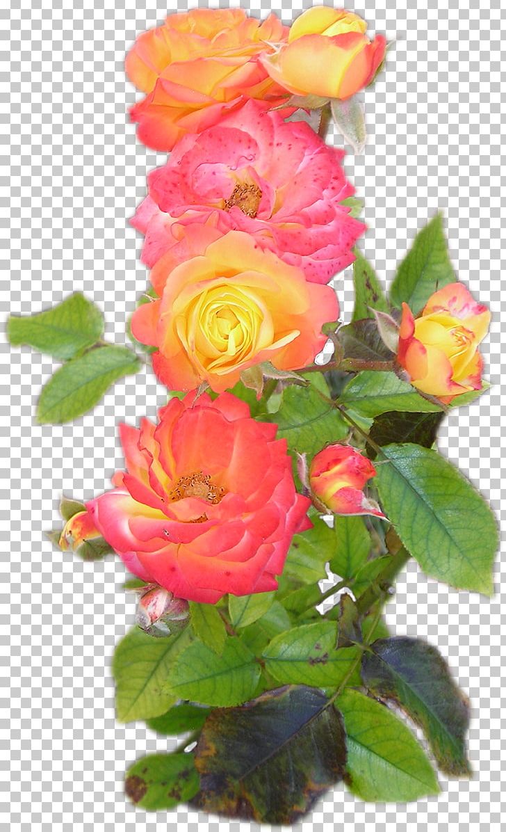 Garden Roses Cut Flowers Centifolia Roses Memorial Rose PNG, Clipart, Annual Plant, Centifolia Roses, China Rose, Cut Flowers, Floral Design Free PNG Download