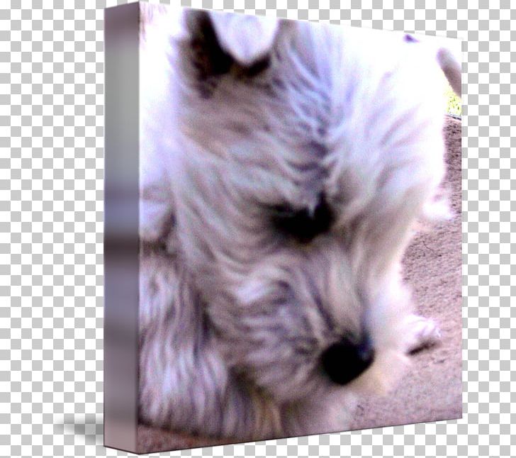 Miniature Schnauzer Glen West Highland White Terrier Cairn Terrier Norfolk Terrier PNG, Clipart, Cairn Terrier, Carnivoran, Companion Dog, Dog, Dog Breed Free PNG Download