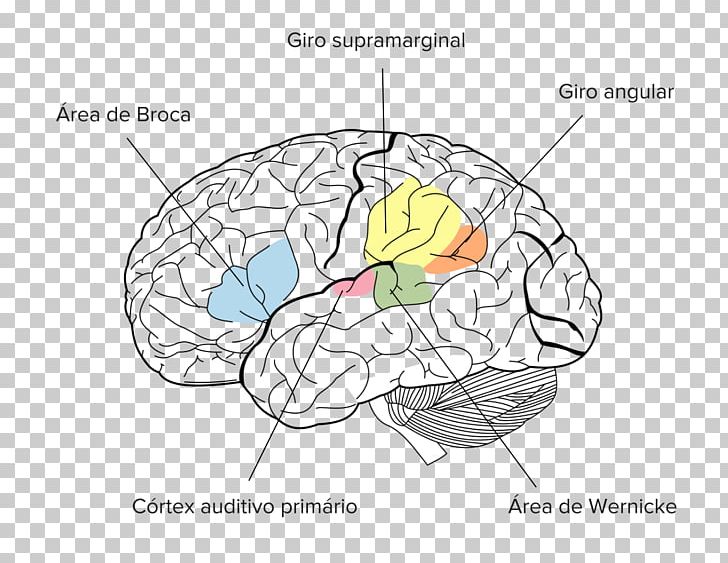 Angular Gyrus Parietal Lobe Supramarginal Gyrus Brain PNG, Clipart,  Free PNG Download