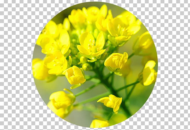 Canola Brassica Rapa Rapeseed Must Brassica Juncea PNG, Clipart, Brassica, Brassica Juncea, Brassica Rapa, Cabbages, Canola Free PNG Download