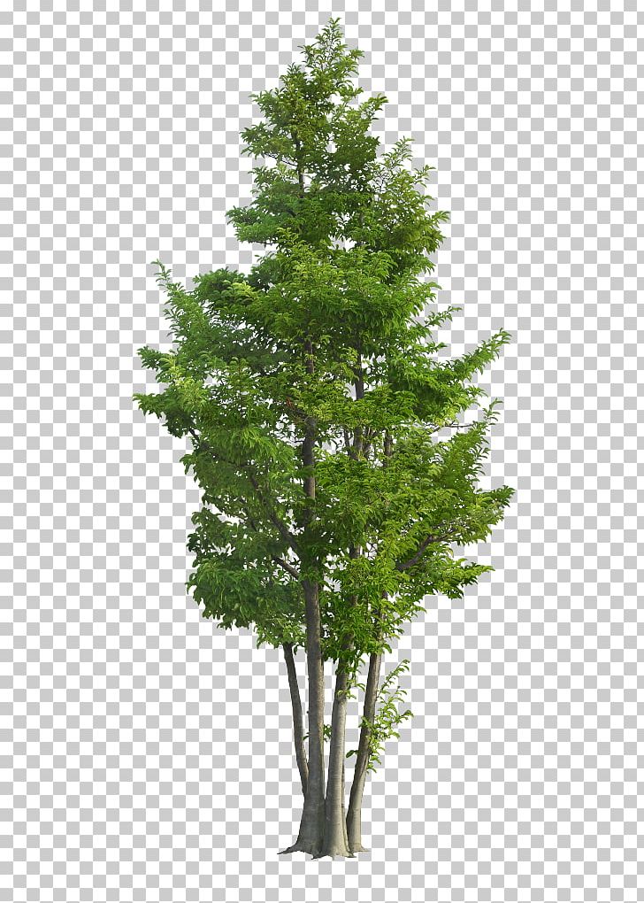 Populus Nigra Tree PNG, Clipart, Branch, Conifer, Cottonwood, Embryophyta, Evergreen Free PNG Download