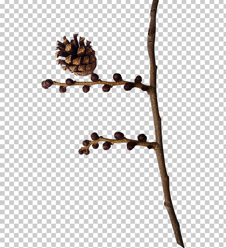 Twig Branch Leaf Plant Stem Tree PNG, Clipart, Branch, Cone, Download, Drawing, Echinacea Free PNG Download