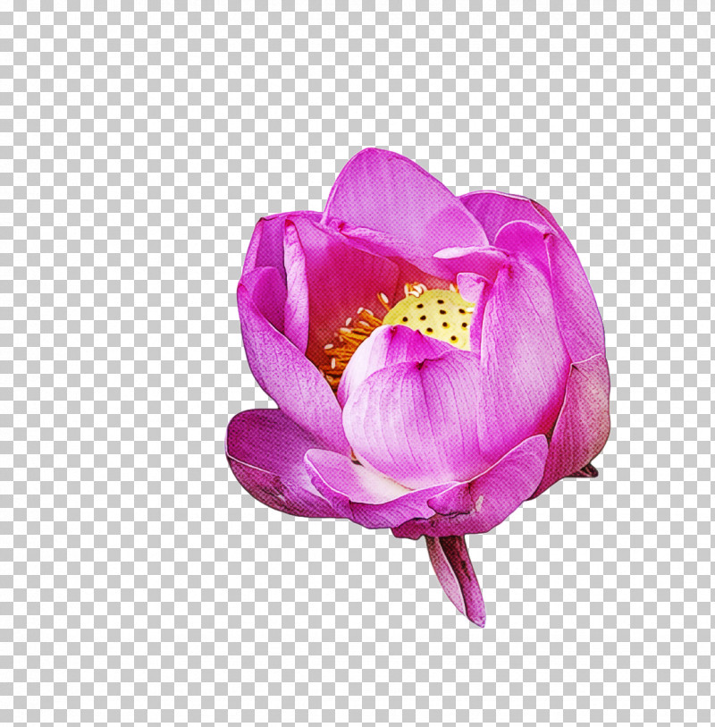 Lotus Flower Summer Flower PNG, Clipart, Cut Flowers, Flower, Garden Roses, Herbaceous Plant, Lotus Flower Free PNG Download