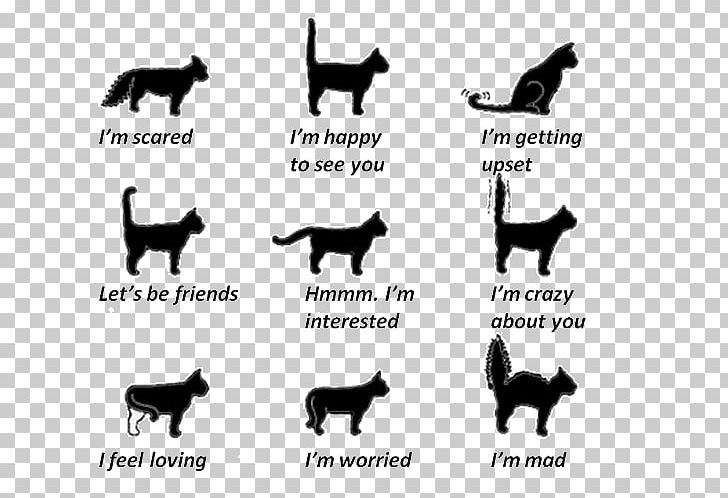Cat Communication Kitten Tail Wagging By Dogs PNG, Clipart, Animals, Behavior, Black And White, Body Language, Carnivoran Free PNG Download