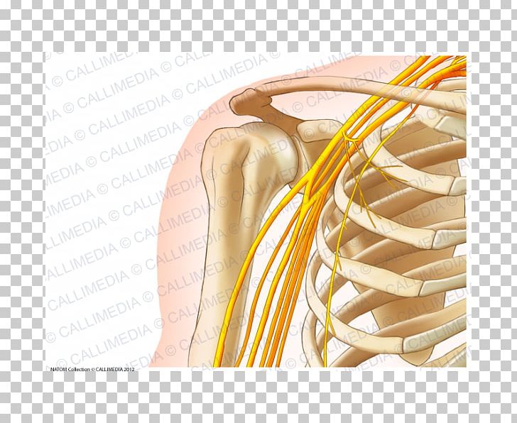 Human Anatomy Shoulder Human Body Bone PNG, Clipart, Anatomy, Arm, Bone, Finger, Human Anatomy Free PNG Download