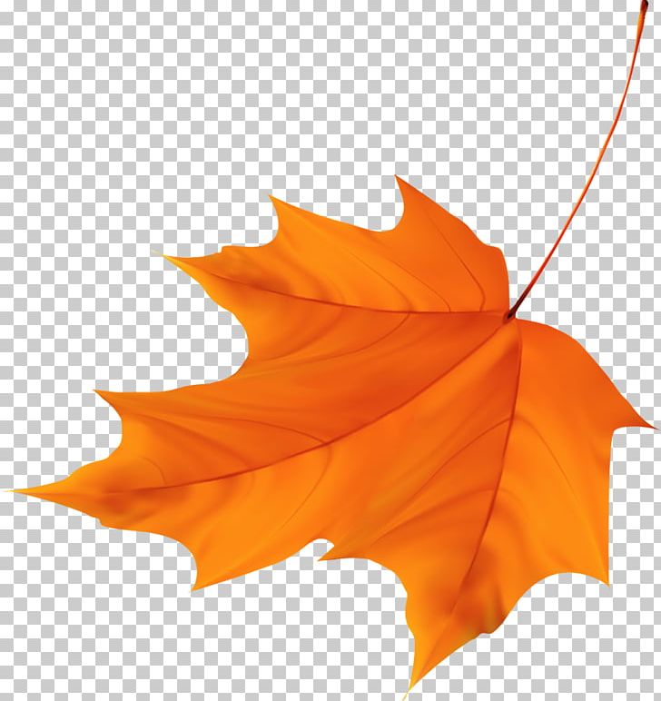 Maple Leaf PNG, Clipart, Autumn, Autumn Leaf, Beautiful, Beautiful Maple Leaf, Beauty Free PNG Download