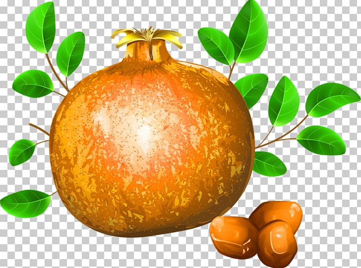 Pomegranate Fruit Drawing Illustration PNG, Clipart, Citrus, Food, Fruit, Fruit Nut, Gourd Free PNG Download