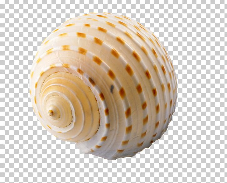 Seashell PNG, Clipart, Cockle, Conch, Conchology, Display Resolution, Download Free PNG Download