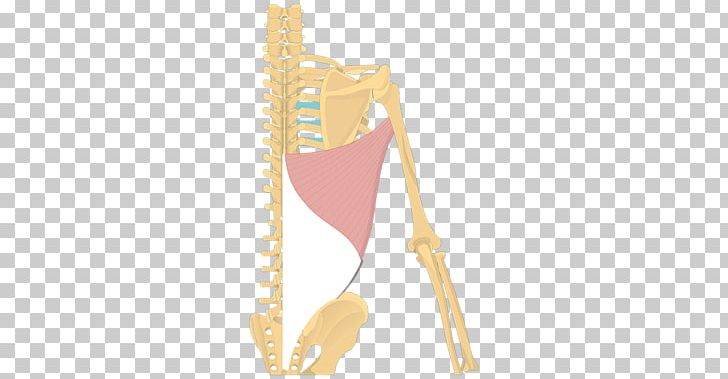 Shoulder Latissimus Dorsi Muscle Origin And Insertion Anatomy PNG, Clipart, Action, Anatomy, Attachment, Fantasy, Flap Free PNG Download