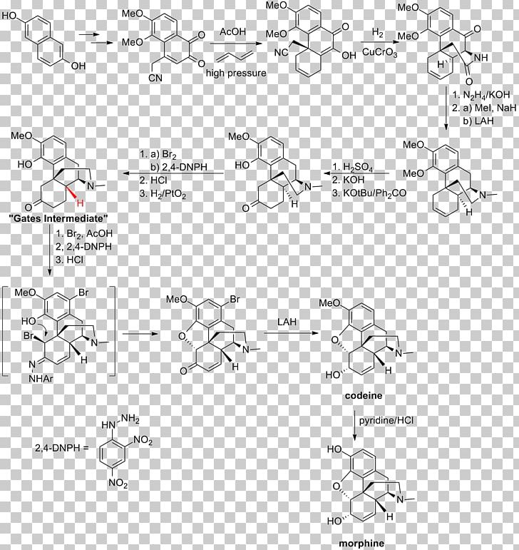Total Synthesis Of Morphine And Related Alkaloids Chemical Synthesis Chemistry PNG, Clipart, Alkaloid, Angle, Area, Auto Part, Biosynthesis Free PNG Download