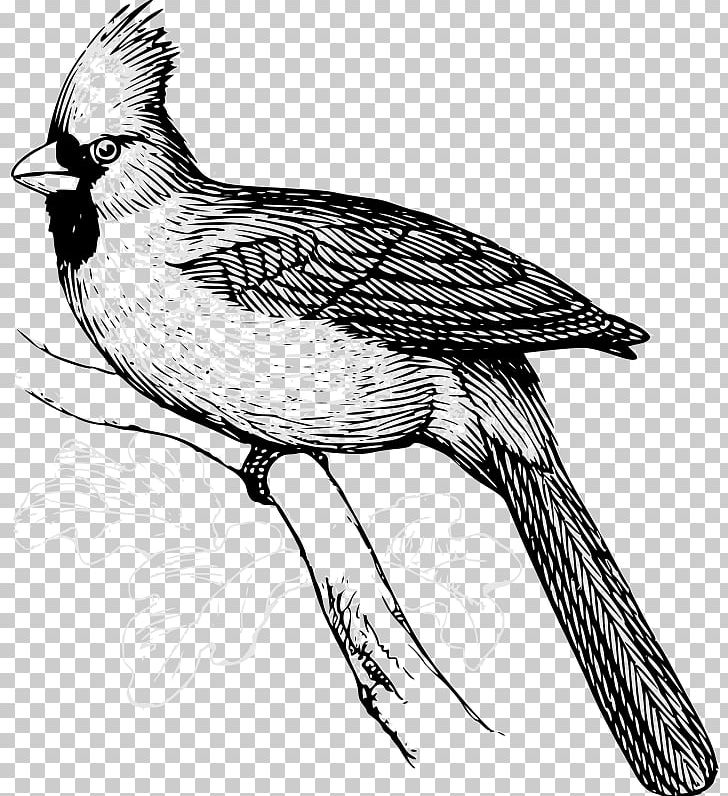 Bird Northern Cardinal PNG, Clipart, Animals, Art, Beak, Bird, Bird Of Prey Free PNG Download