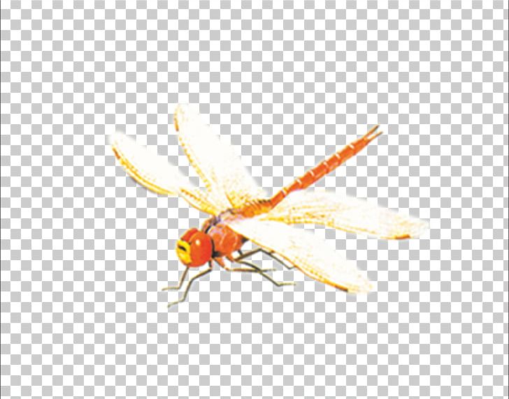 Fly Insect Wing Insect Wing Pollinator PNG, Clipart, Arthropod, Boat, Cartoon Dragonfly, Dragon, Dragon Boat Festival Free PNG Download