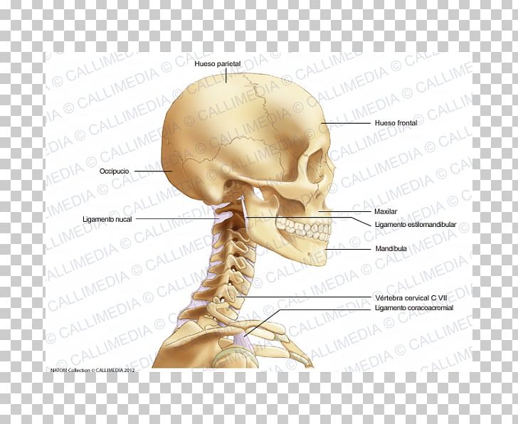 Bone Head And Neck Anatomy Head And Neck Anatomy Head And Neck Anatomy PNG, Clipart, Anatomy, Arm, Bone, Coronoid Process Of The Ulna, Ear Free PNG Download