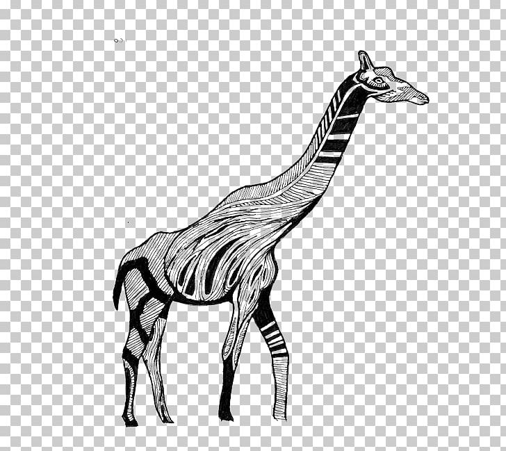 Giraffe Quagga Horse Mane Neck PNG, Clipart, Animal, Animals, Black And White, Drawing, Fauna Free PNG Download