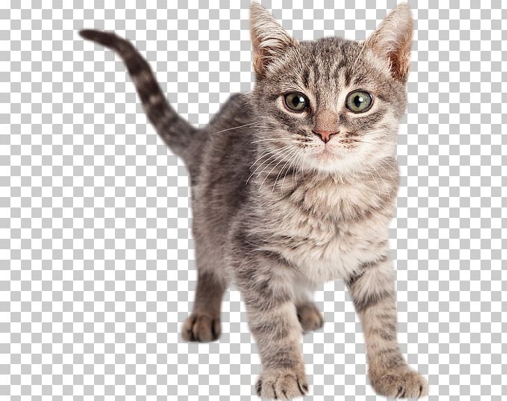 Dragon Li American Shorthair Kitten California Spangled European Shorthair PNG, Clipart, American Bobtail, American Shorthair, American Wirehair, Animals, Asian Free PNG Download