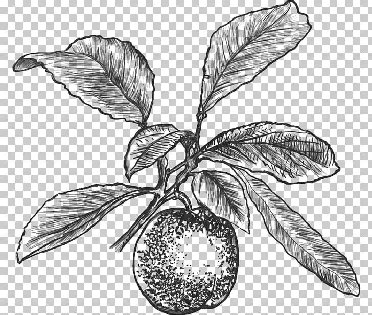 Fruit Common Plum Agen Drawing PNG, Clipart, Agen, Artwork, Black And White, Branch, Chile Free PNG Download