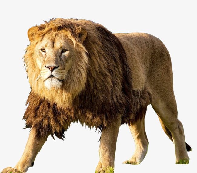 Lion Lion PNG, Clipart, Africa, Animal, Animals Hunting, Animals In The Wild, Animal Wildlife Free PNG Download
