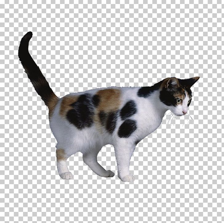 Calico Cat X Chromosome Cat Coat Genetics X-inactivation PNG, Clipart, Aegean Cat, Allele, American, Animal, Animals Free PNG Download