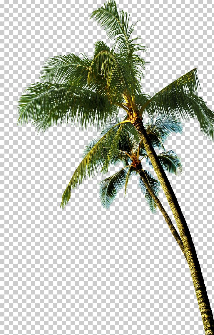 Coconut Asian Palmyra Palm Tree PNG, Clipart, Arecaceae, Arecales, Auglis, Autumn Tree, Borassus Flabellifer Free PNG Download