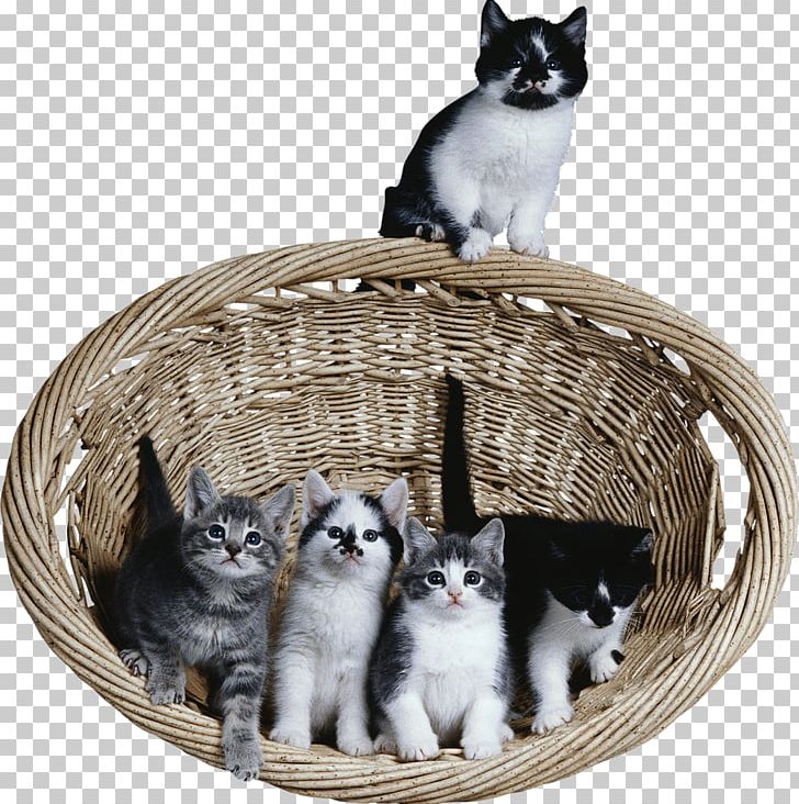 Feral Cat Kitten PNG, Clipart, Animals, Carnivoran, Cat, Cat Like Mammal, Desktop Wallpaper Free PNG Download