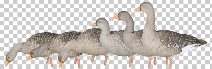 Greylag Goose Duck Mallard Decoy PNG, Clipart, Animal Figure, Animals, Anser, Avian, Avian Influenza Free PNG Download
