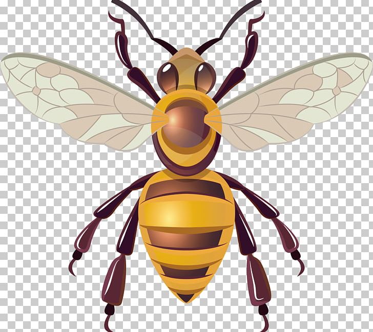 Honey Bee Hornet Insect PNG, Clipart, Arthropod, Bee, Bee Hive, Bee Honey, Bees Free PNG Download