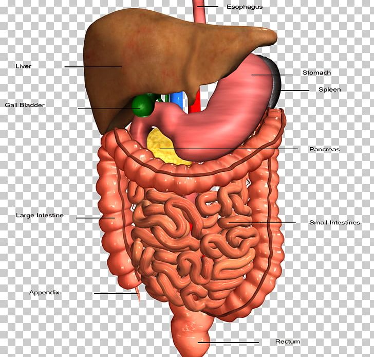 Human Body Stomach Small Intestine Gastrointestinal Tract Human Digestive System PNG, Clipart, Abdomen, Anatomy, Brain, Digestive System, Finger Free PNG Download