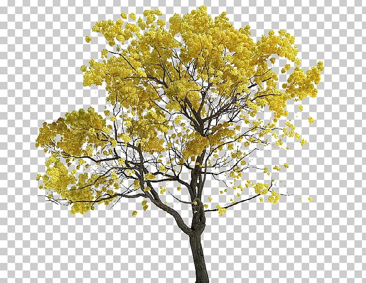 Tree Tabebuia Chrysantha Lossless Compression PNG, Clipart, 3d Computer Graphics, Ambiente, Architecture, Branch, Data Free PNG Download