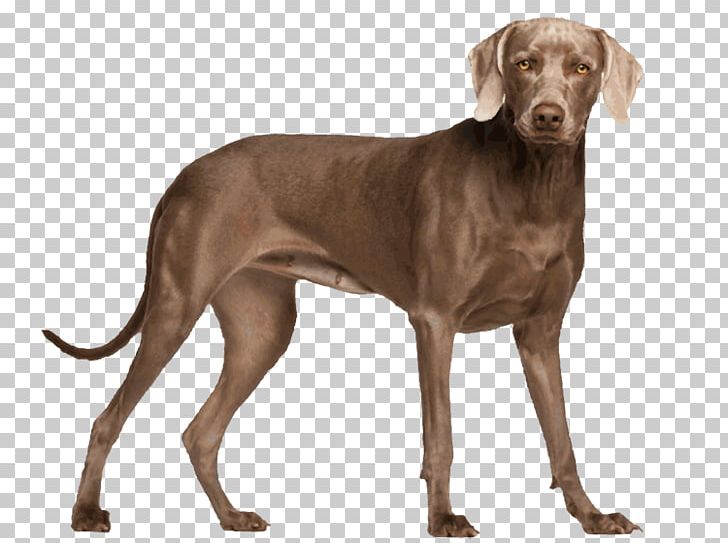 Weimaraner Whippet Spinone Italiano Pointer Puppy PNG, Clipart, Animals, Breed, Carnivoran, Coat, Companion Dog Free PNG Download