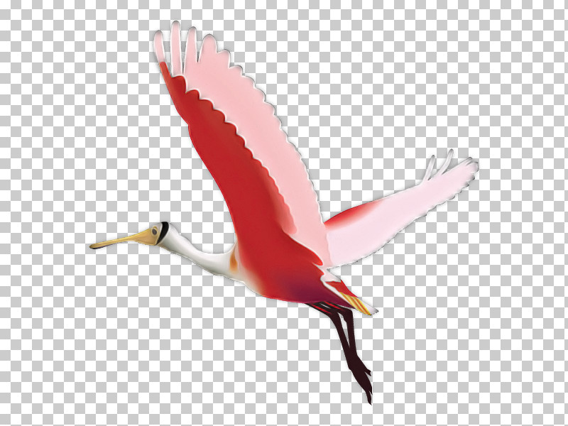 Feather PNG, Clipart, Beak, Biology, Birds, Feather, Ibis Free PNG Download