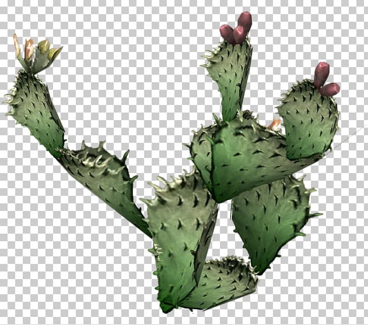 Cactaceae Barbary Fig Eastern Prickly Pear PNG, Clipart, Barbary Fig, Cactaceae, Cactus, Cactuses, Caryophyllales Free PNG Download