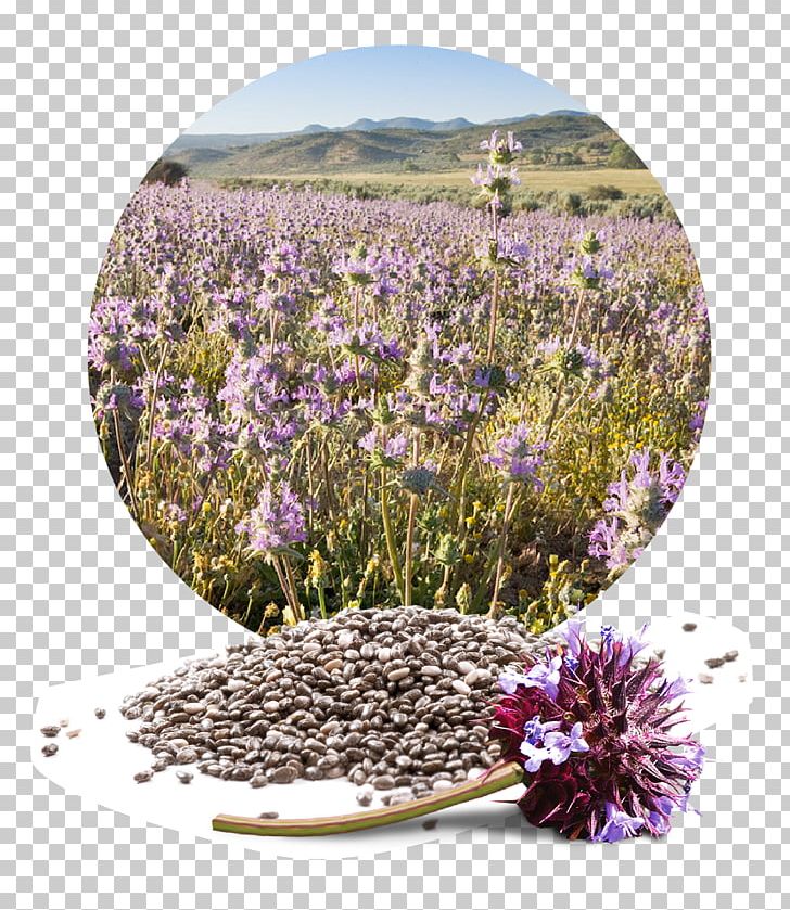 Chia Seed English Lavender Flower PNG, Clipart, Annual Plant, Aztec, Chia, Chia Seed, English Lavender Free PNG Download