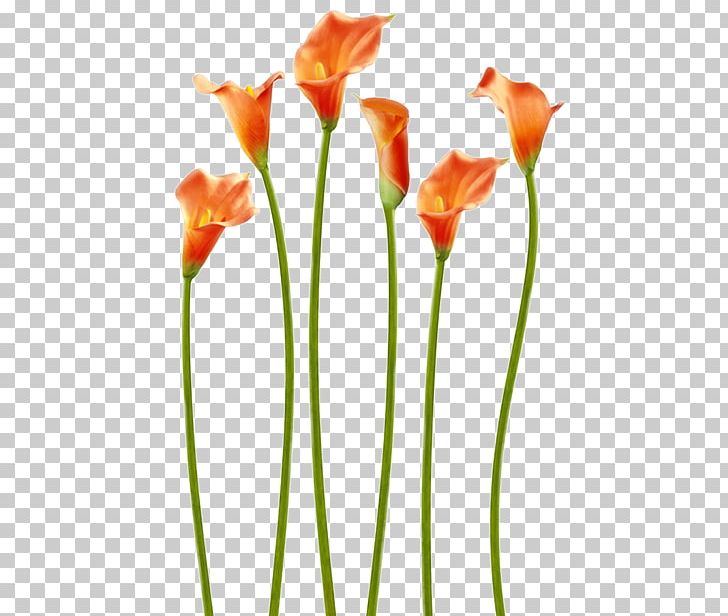 Easter Lily Cut Flowers Tulip Paint Rollers PNG, Clipart, Brush, Bud, Calla Lily, Cut Flowers, Easter Free PNG Download