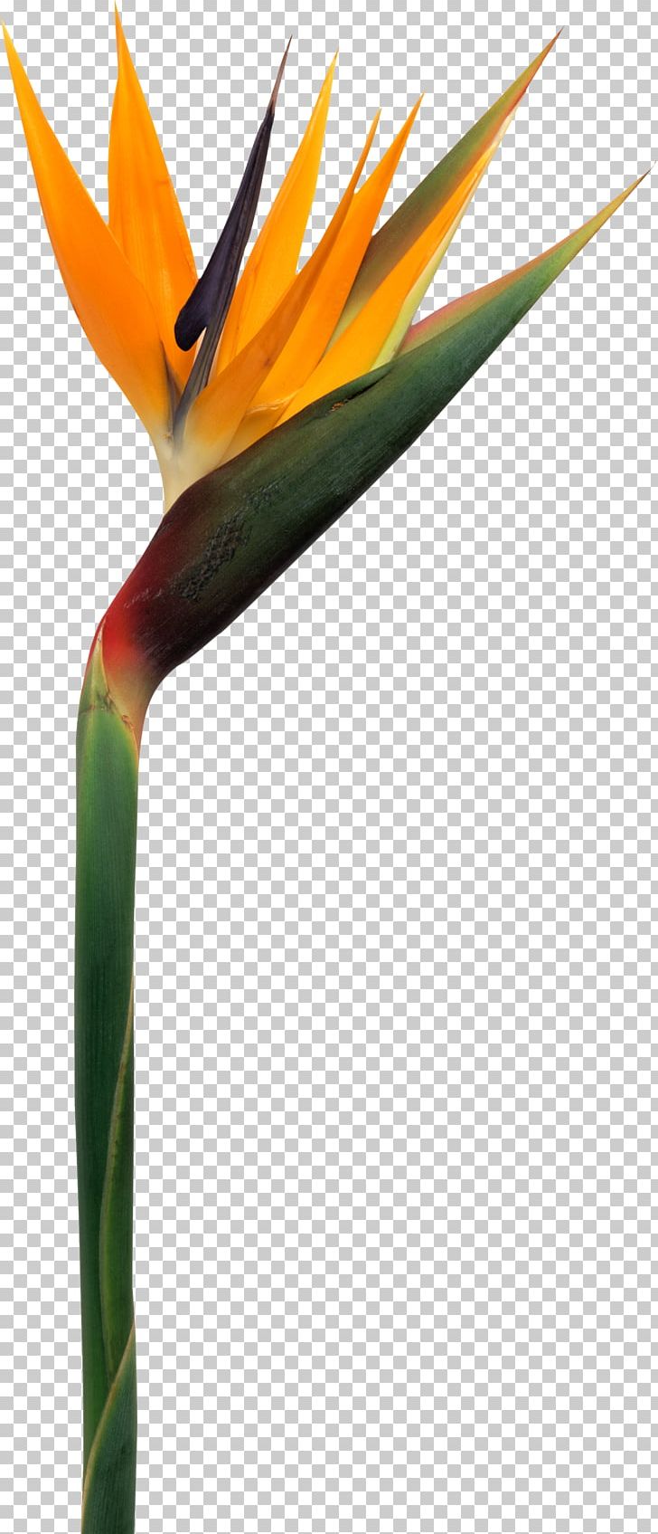 Flower Strelitzia Reginae Perfume Plant PNG, Clipart, Beak, Bird Of Paradise Flower, Bubbly, Cacharel, Drawing Free PNG Download