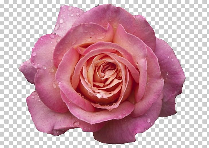 Garden Roses Pink Flowers Pink Flowers Centifolia Roses PNG, Clipart, 1080p, Centifolia Roses, China Rose, Closeup, Color Free PNG Download
