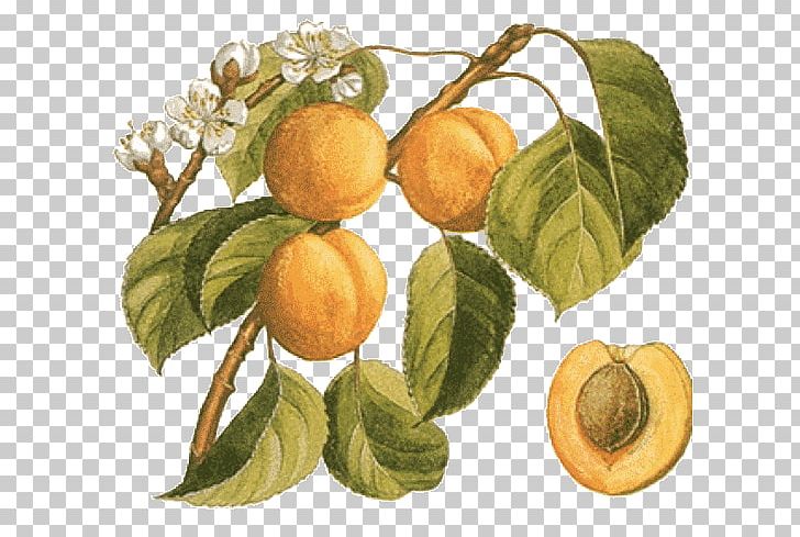 Gawith Apricot Botany Food Peach PNG, Clipart, Almond, Apricot, Bitter Orange, Botanical Name, Botany Free PNG Download