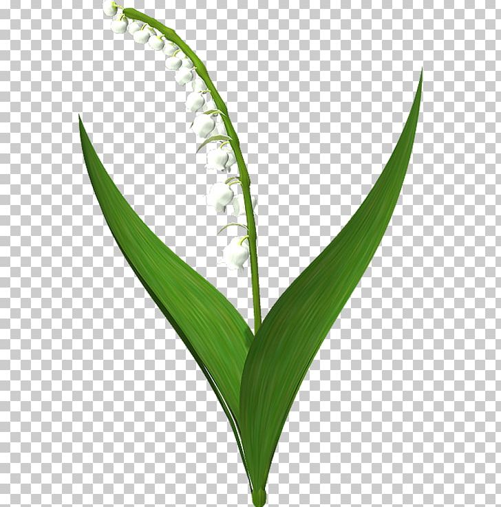 Lily Of The Valley Plant Stem PNG, Clipart, Cicek Resimleri, Clip Art, Flower, Grass, Grasses Free PNG Download