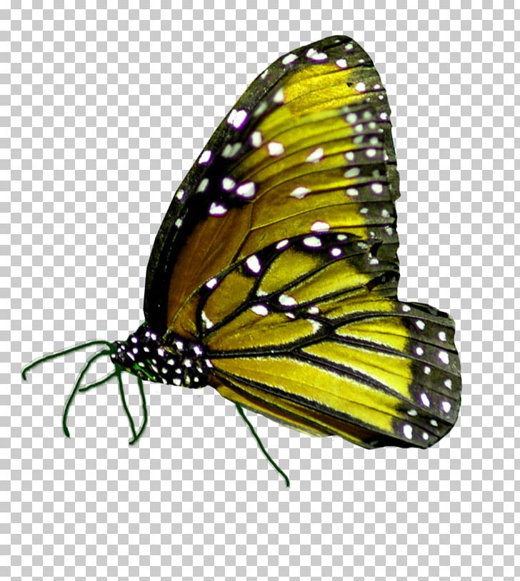 Monarch Butterfly Pieridae Insect Brush-footed Butterflies PNG, Clipart, Arthropod, Brush Footed Butterfly, Butterflies And Moths, Butterfly, Insect Free PNG Download