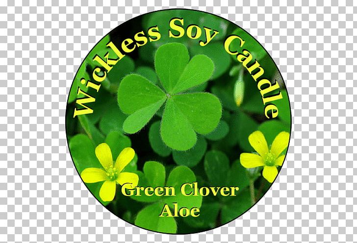 Shamrock Flower National Symbols Of Ireland PNG, Clipart,  Free PNG Download